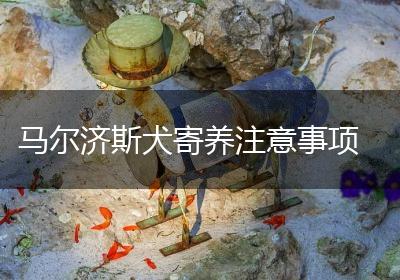 马尔济斯犬寄养注意事项