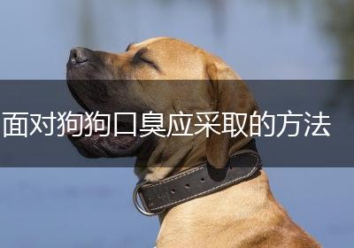 面对狗狗口臭应采取的方法