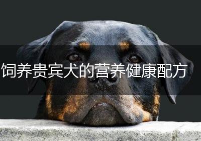 饲养贵宾犬的营养健康配方