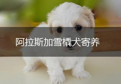 阿拉斯加雪橇犬寄养