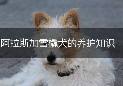 阿拉斯加雪橇犬的养护知识