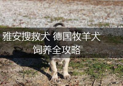 雅安搜救犬 德国牧羊犬饲养全攻略