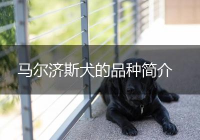 马尔济斯犬的品种简介