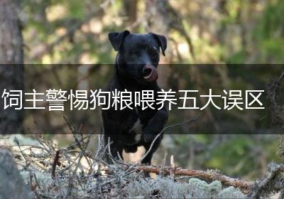 饲主警惕狗粮喂养五大误区