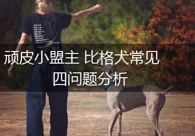 顽皮小盟主 比格犬常见四问题分析