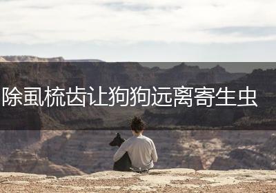 除虱梳齿让狗狗远离寄生虫