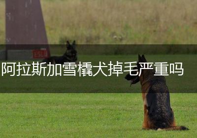 阿拉斯加雪橇犬掉毛严重吗