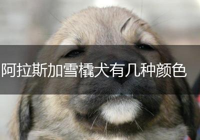 阿拉斯加雪橇犬有几种颜色