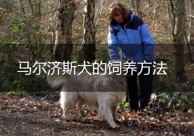 马尔济斯犬的饲养方法