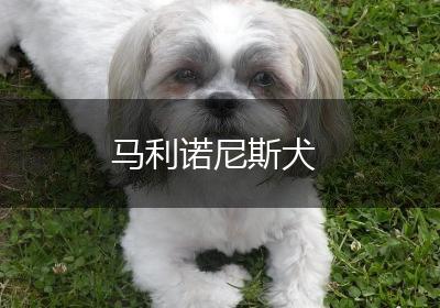 马利诺尼斯犬