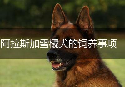 阿拉斯加雪橇犬的饲养事项