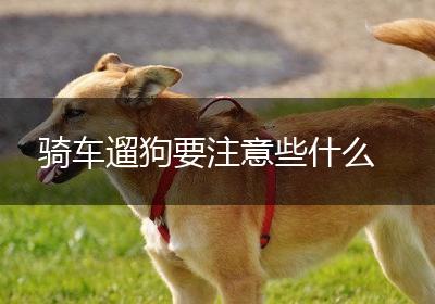 骑车遛狗要注意些什么
