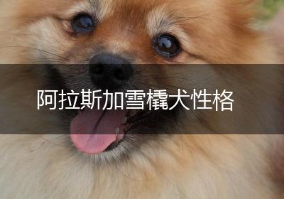 阿拉斯加雪橇犬性格
