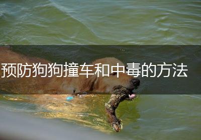 预防狗狗撞车和中毒的方法