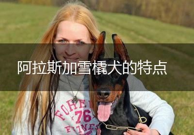 阿拉斯加雪橇犬的特点