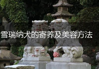 雪瑞纳犬的寄养及美容方法