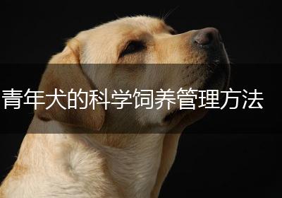 青年犬的科学饲养管理方法