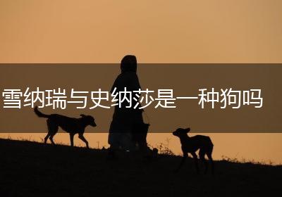 雪纳瑞与史纳莎是一种狗吗