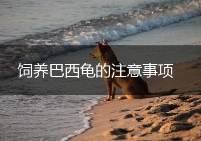 饲养巴西龟的注意事项