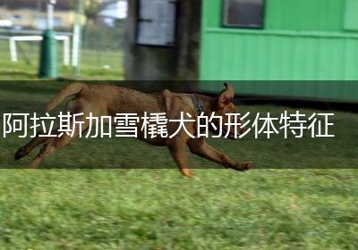 阿拉斯加雪橇犬的形体特征