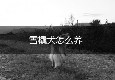雪橇犬怎么养