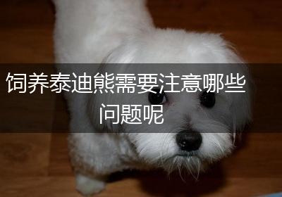 饲养泰迪熊需要注意哪些问题呢