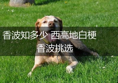 香波知多少 西高地白梗香波挑选