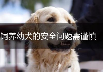 饲养幼犬的安全问题需谨慎