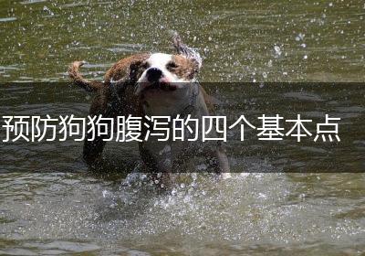 预防狗狗腹泻的四个基本点