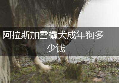 阿拉斯加雪橇犬成年狗多少钱
