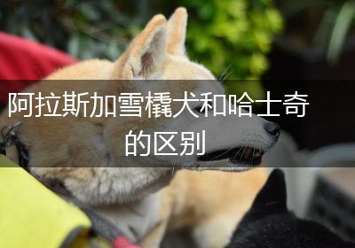 阿拉斯加雪橇犬和哈士奇的区别