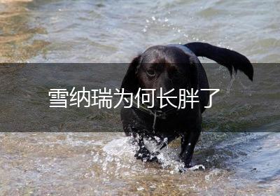 雪纳瑞为何长胖了
