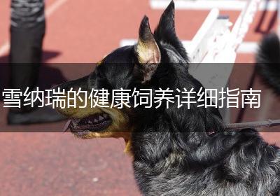 雪纳瑞的健康饲养详细指南