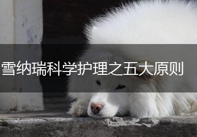 雪纳瑞科学护理之五大原则