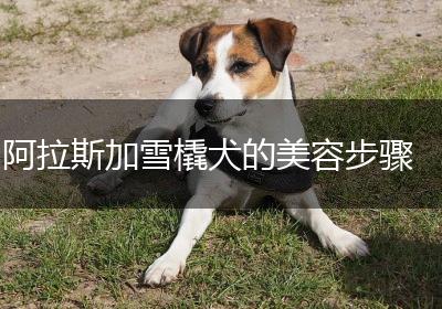 阿拉斯加雪橇犬的美容步骤