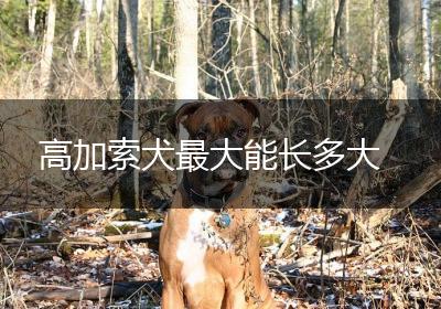 高加索犬最大能长多大