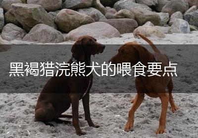 黑褐猎浣熊犬的喂食要点