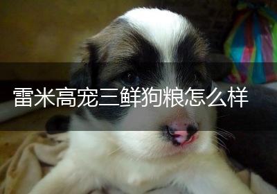 雷米高宠三鲜狗粮怎么样