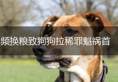 频换粮致狗狗拉稀罪魁祸首