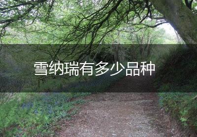 雪纳瑞有多少品种