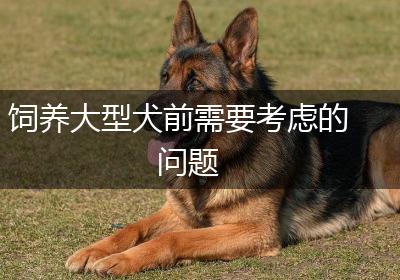 饲养大型犬前需要考虑的问题
