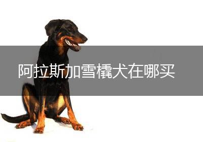 阿拉斯加雪橇犬在哪买