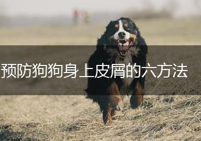 预防狗狗身上皮屑的六方法