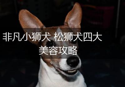 非凡小狮犬 松狮犬四大美容攻略