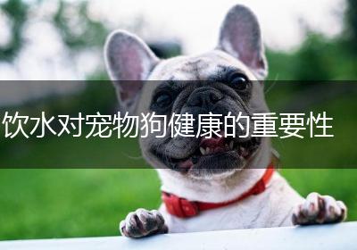 饮水对宠物狗健康的重要性