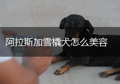 阿拉斯加雪橇犬怎么美容