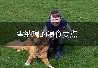 雪纳瑞的喂食要点