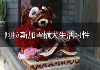 阿拉斯加雪橇犬生活习性
