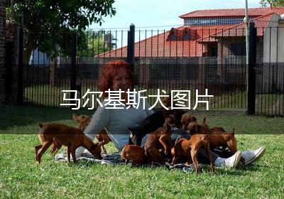 马尔基斯犬图片
