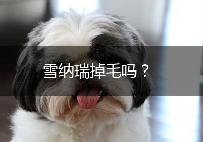 雪纳瑞掉毛吗？